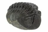1.7" Wide, Enrolled Pedinopariops Trilobite - Mrakib, Morocco - #125112-3